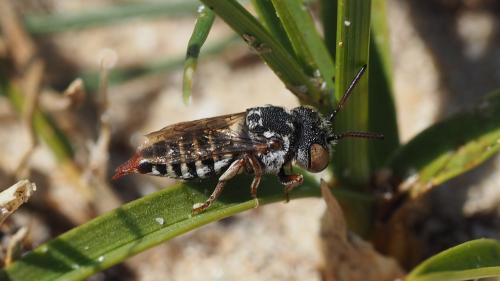 Réf. 212 638 : Coelioxys brevis